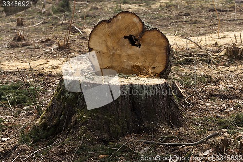 Image of old trees  