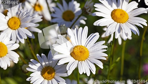 Image of camomile flowers  