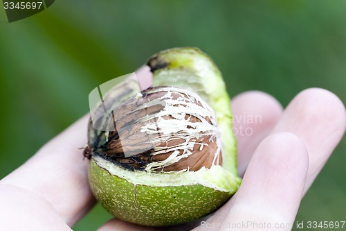 Image of walnut  