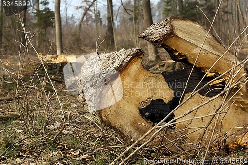 Image of old trees 