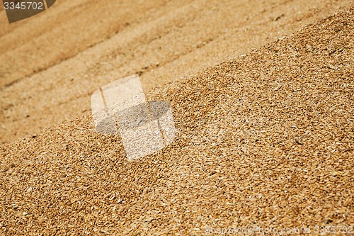 Image of wheat grains  
