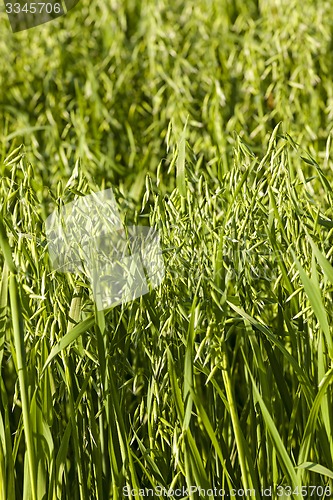 Image of green oats  