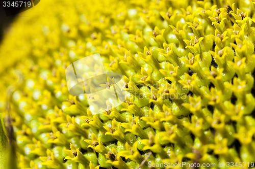 Image of sunflower  