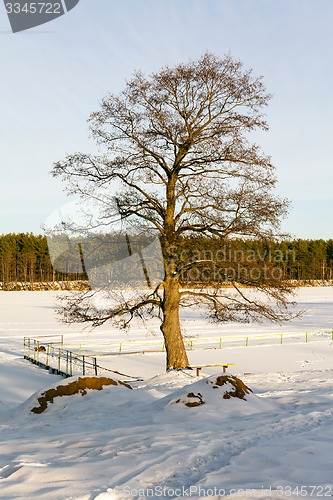 Image of trees in the winter 