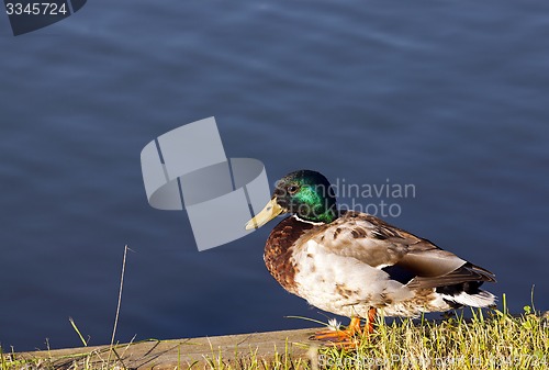 Image of wild duck 