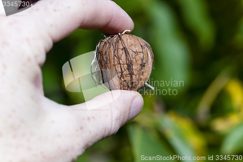 Image of walnut  