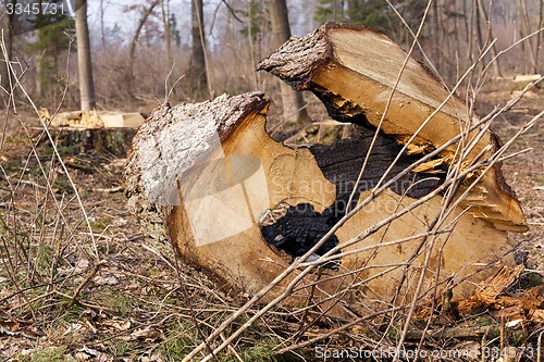 Image of cut trees  