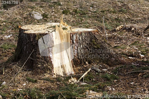 Image of old trees  