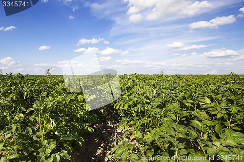 Image of potato field  