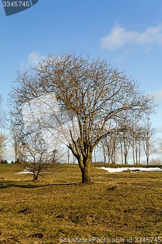 Image of trees in the spring 