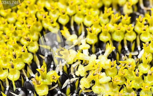 Image of  sunflower  