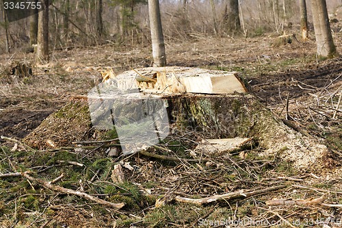 Image of old trees  