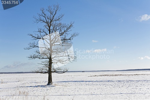 Image of trees in the winter  