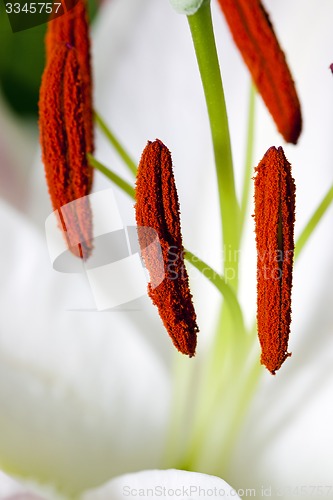 Image of lily flower  