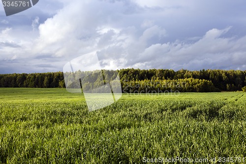 Image of green oats  