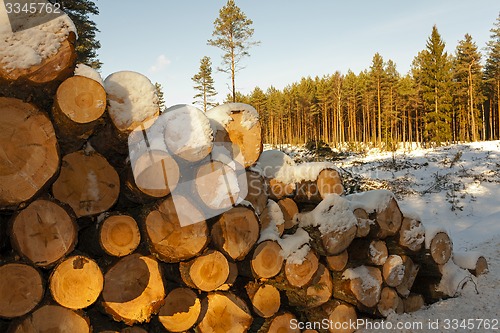 Image of the cut trees  