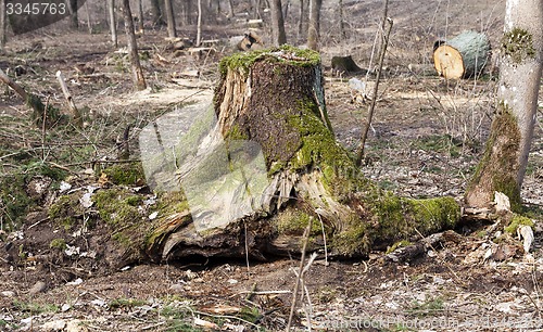 Image of srubleenny trees  