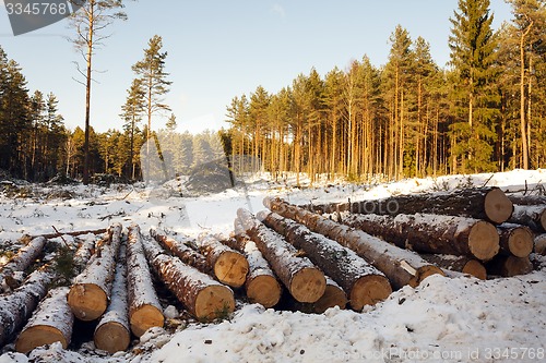 Image of the cut trees  