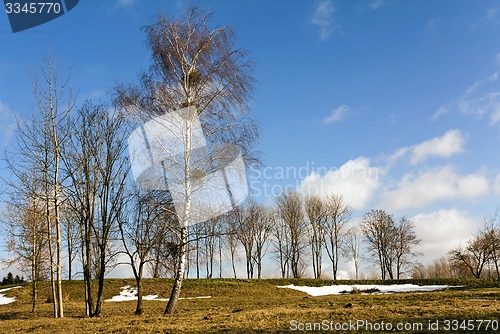 Image of trees in the spring  