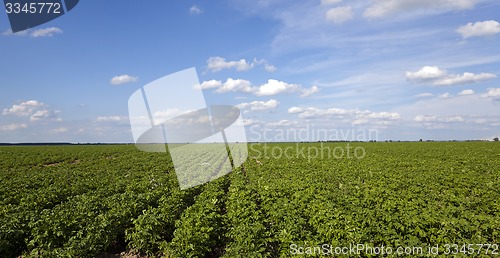 Image of potato field  