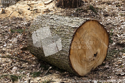 Image of old trees  