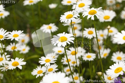 Image of camomile 