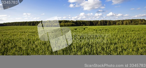 Image of green oats  