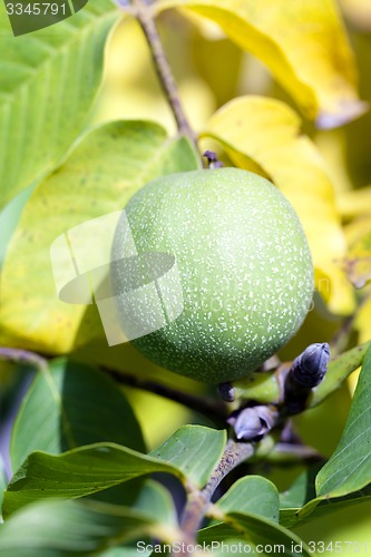 Image of walnut  