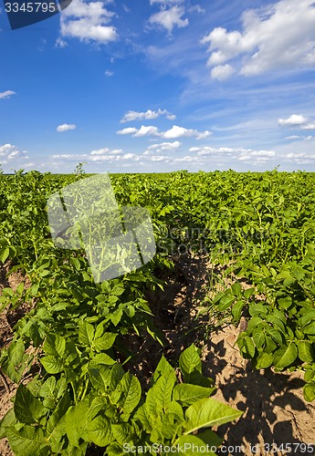 Image of potato field  