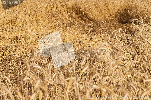 Image of the spoiled cereals  