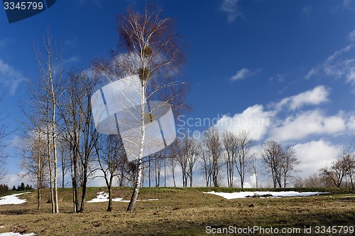 Image of trees in the spring 