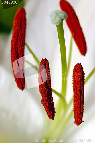 Image of lily flower 