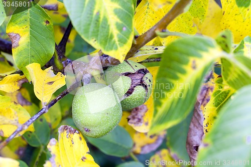 Image of walnut  