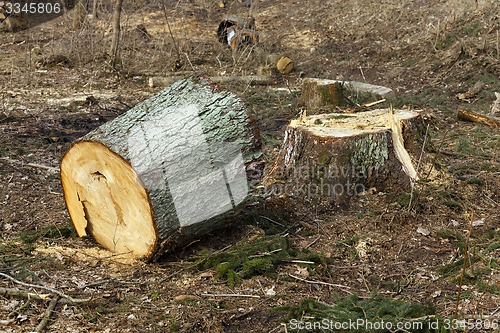 Image of old trees  