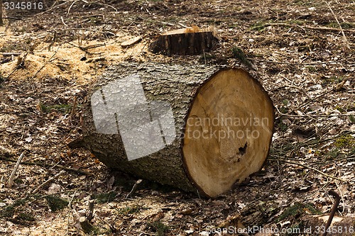 Image of old trees  