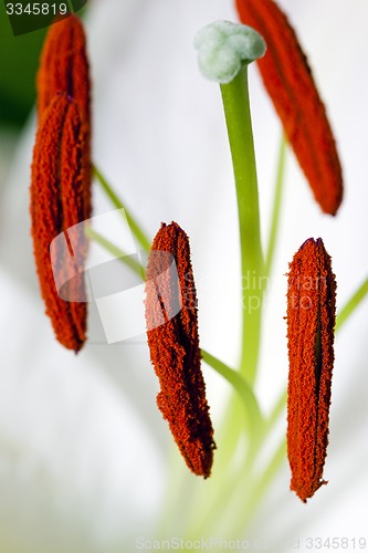 Image of lily flower  