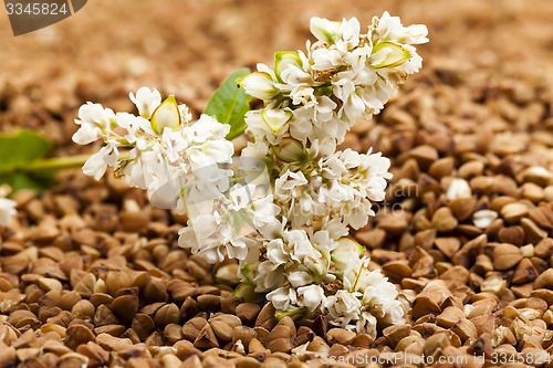 Image of buckwheat flower  