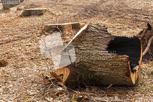 Image of cut trees  