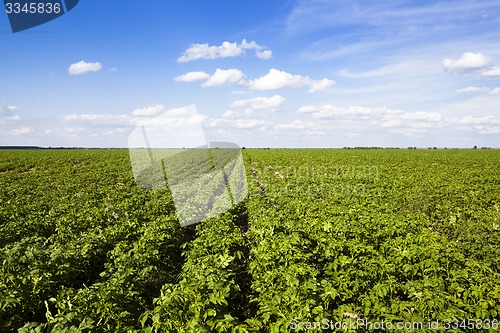 Image of potatoes  