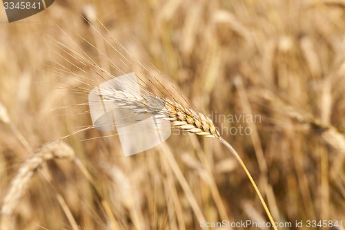 Image of the ripened cereals  