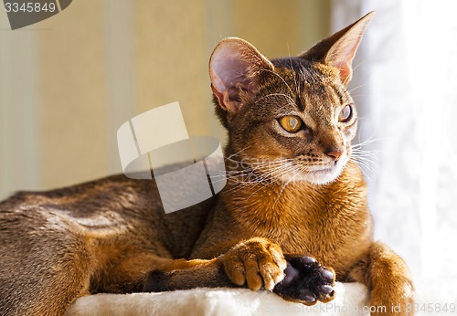 Image of Abyssinian cat  