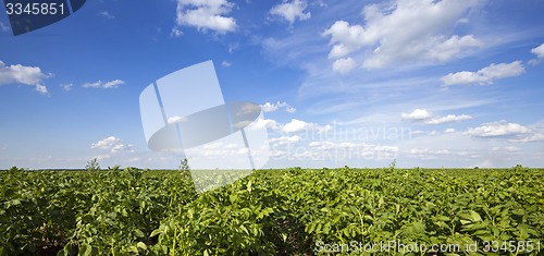 Image of potato field  