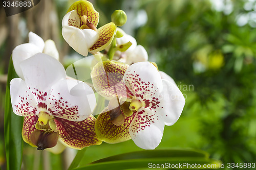 Image of Asian Vanda Orchid