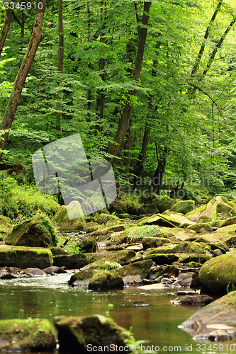 Image of river in the forest