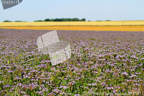 Image of fiddleneck flowers field 