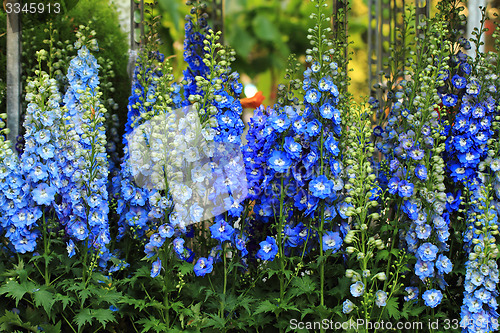 Image of blue delphinium flower background