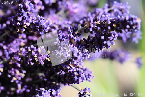 Image of lavender flowers background