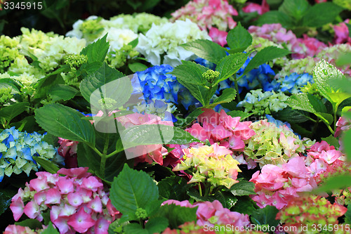 Image of hortensia flowers