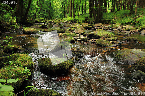 Image of river in the forest