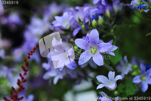 Image of bell-flowers background